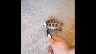 Turtle dances to Freaks by Surf Curse