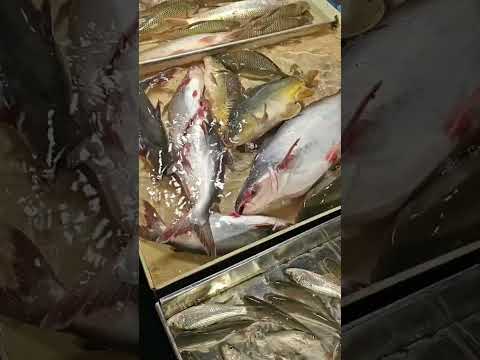 হরেক রকমের মাছের বাজার || A Market Full of Different Kinds of Fish. #fishmarket #fish #fishvideo2026