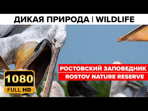 Video: Rostov-reservaat. Staat steppe reservaat 