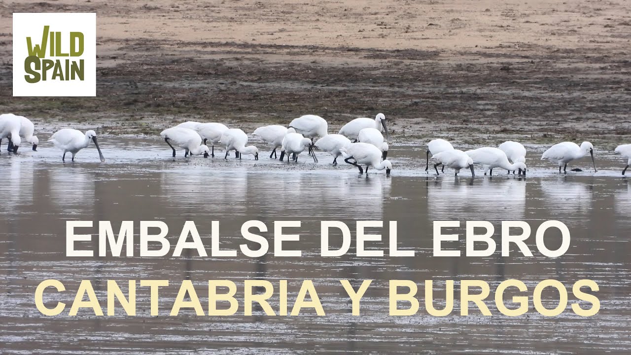 Wild Spain - Capítulo 190 - Embalse del Ebro, Cantabría y Burgos.
