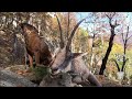 Amazing top 5 kill shots - Medal class chamois hunting - Romania