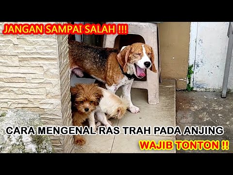 Video: Cara Mengidentifikasi Breed pada Anjing Campuran