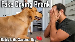 Crying in Front of My Dogs to See Their Reaction (Buddy Kisses Me) @ouramericandream1183 by Furry Friend 19,099 views 8 months ago 2 minutes, 40 seconds