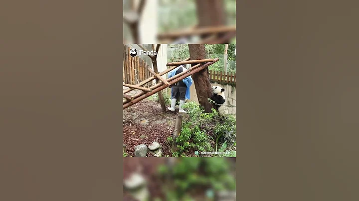 The Difference Between The Well-Behaved Panda And The Mischievous Panda | iPanda #shorts