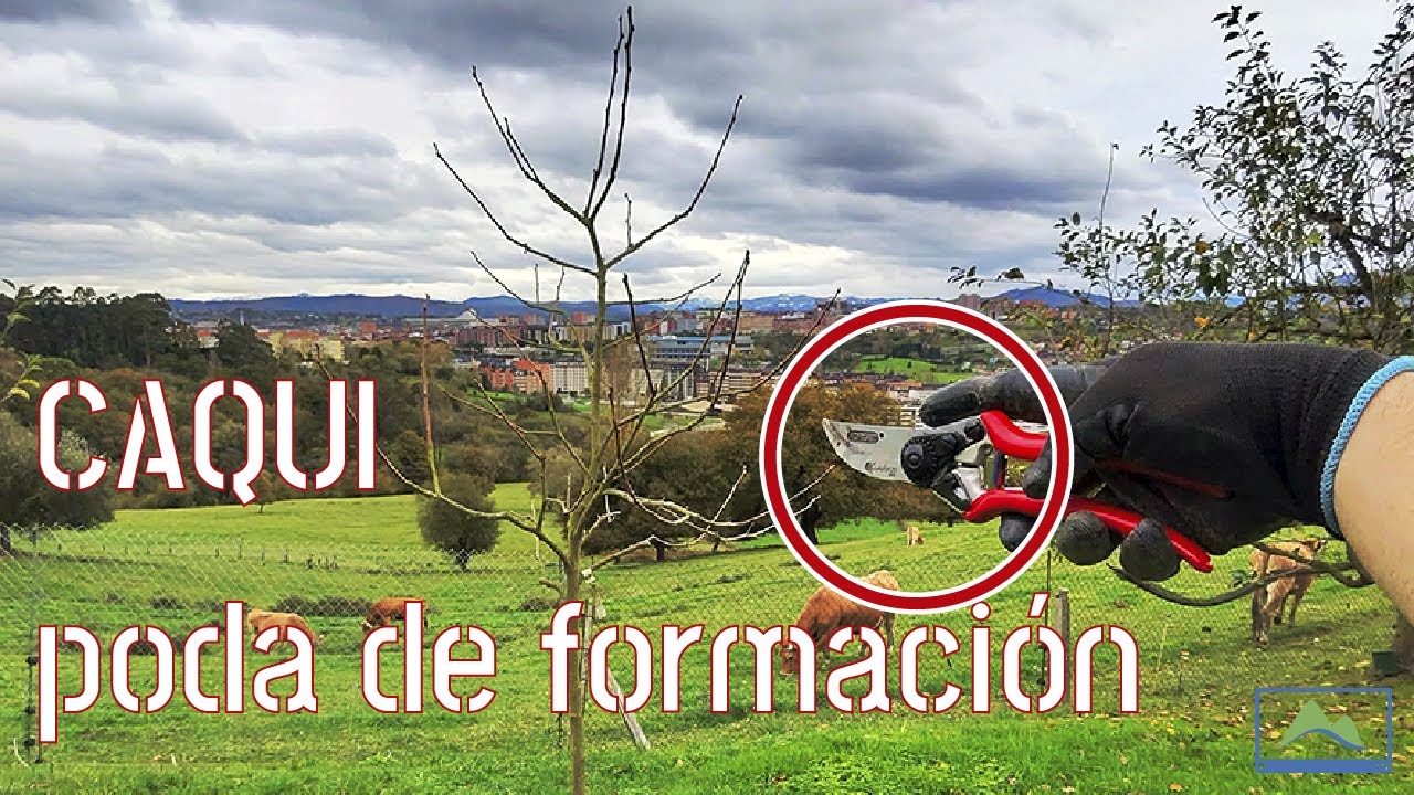 PODA de CAQUI joven (3-5 años) en otoño invierno 🍂 ❄️ formación paso a paso 🌳 #LdN #frutiCULTURA