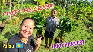 LET'S HARVEST TARO BEFORE CHRISTMAS IN ISLAND OF PALAU 🇵🇼