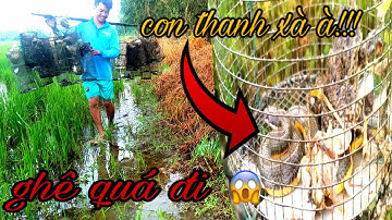 Đặt Lợp Ếch Mưu Sinh Theo Bờ Kênh Bất Ngờ Những Phút Cuối || Catch frog || Học vlog