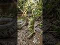 Snake and Frog