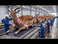 Inside the Impala Leather Factory - (Full Process) How Impala Horn & Leather Become Luxury Goods
