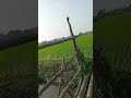 Perawatan sulam dan matun di sawah pagi hari