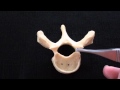 Human Anatomy Video: The Typical Vertebra