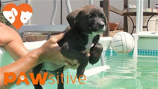 Puppy's First Swim Becomes The Adorable Mid-Air Puppy Paddle | PAWsitive 🧡 by PAWsitive 19,625 views 7 years ago 54 seconds