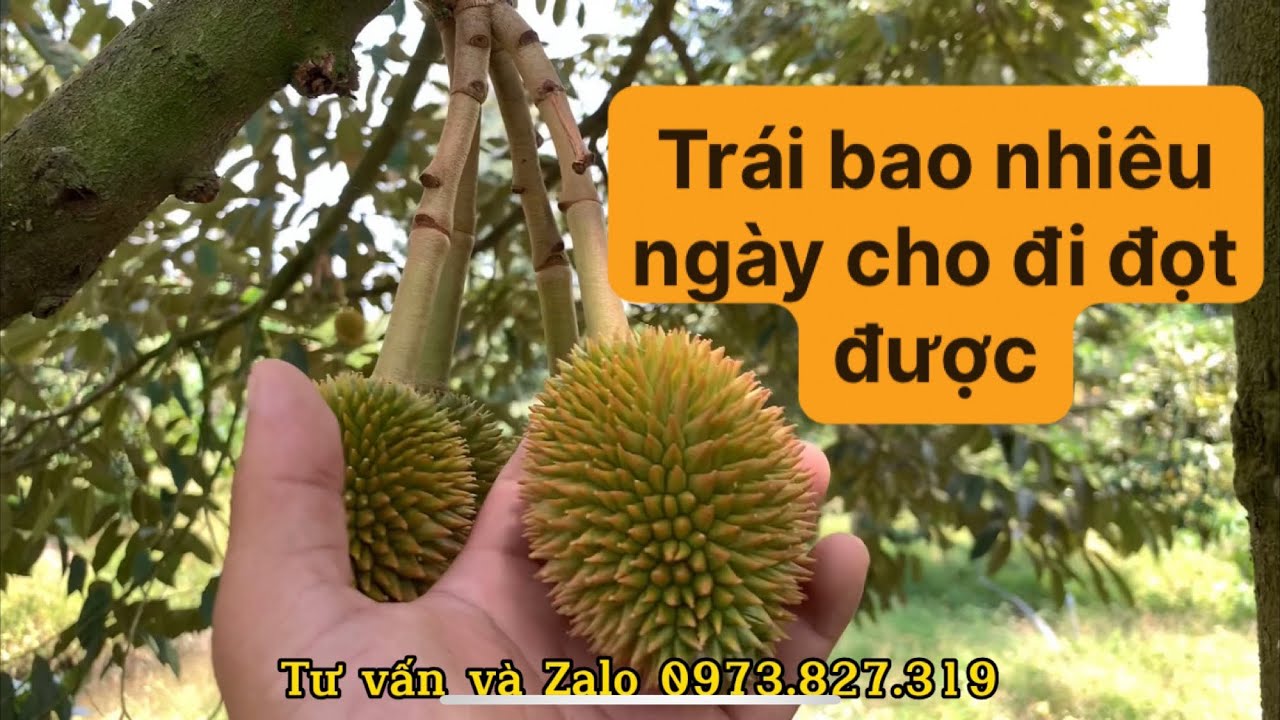 Vườn chú 7 ở ngã 7 Hậu Giang: sầu riêng trái bao nhiêu ngày cho đi đọt được và lấy đọt như thế nào ?