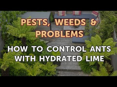 How to Control Ants With Hydrated Lime