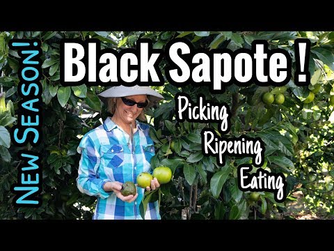 Video: Wanneer moet je zwarte sapote fruit plukken?