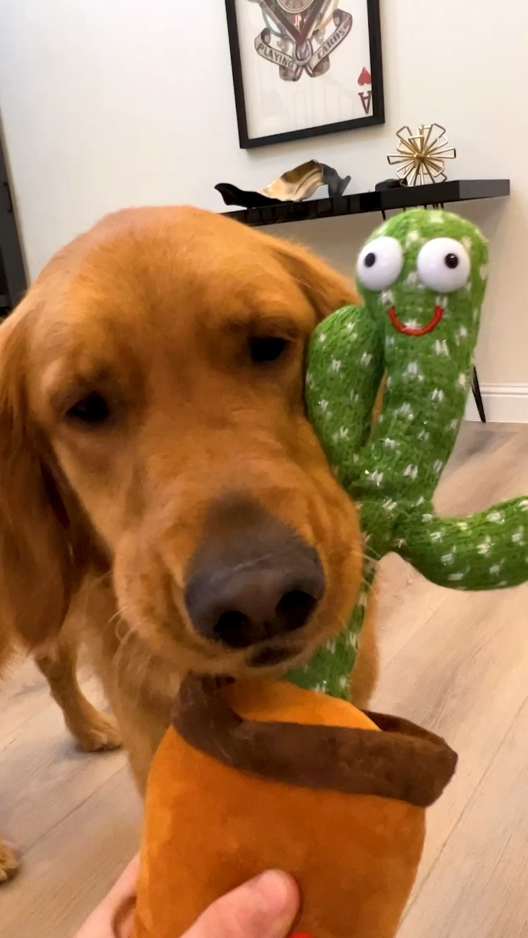 My Dogs React to Talking Cactus