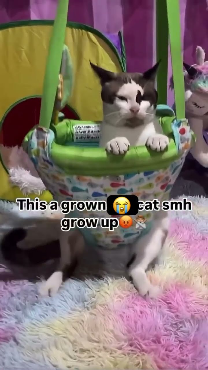 Kittyo needs to grow up instead of playing that song