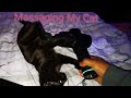 Cat Loves Massage / my cat loves this massage gun