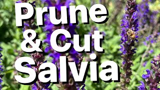 How to Care for Salvia Sage Bush