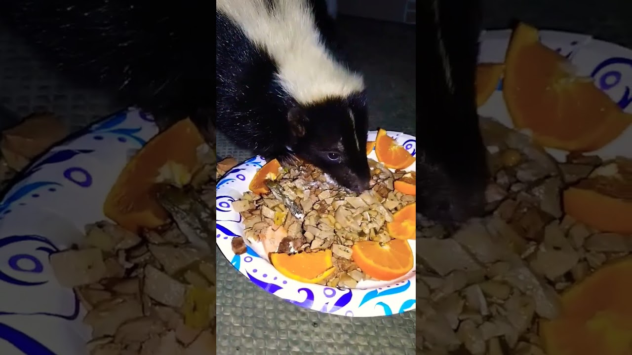 Skunk eating cat food, fish and sour cream 