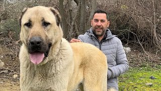 KAZ DAĞLARINDAKİ DEV KÖPEKLER ~ Türkiye’nin En Büyük Köpeklerinin Soyları