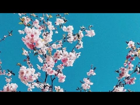 ʙʟᴀᴄᴋ ғʟᴀɢ ᶠᵗ ᵇᵉᶜˡᵃⁿ