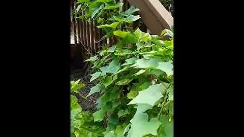 Goof in the Garden - Cucumbers Part 2 / Growing Cucumbers from Seeds