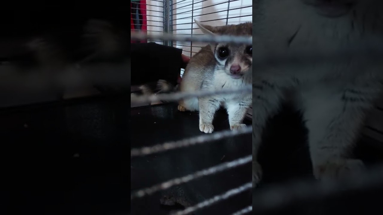 see what happens when you try to pet a wildcaught ringtailed cat...