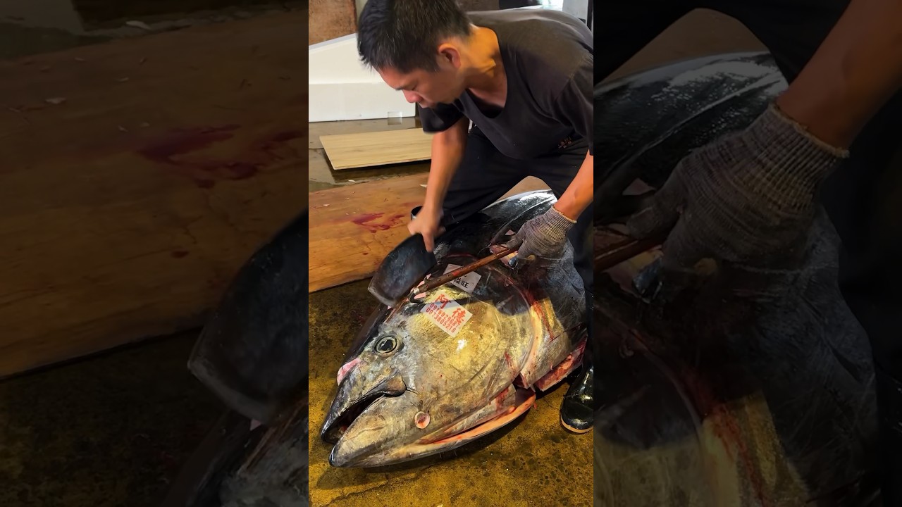 ULTRA GIANT TUNA CUTTING 4 