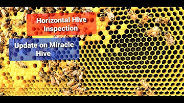 Beekeeping Long Hive Update #longhive #horizontalhive #beekeeping