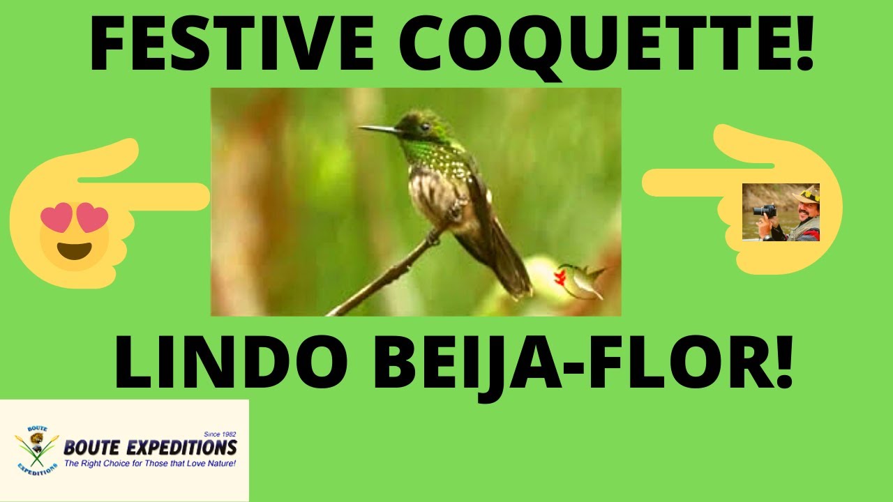 FESTIVE COQUETTE! 
