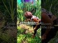 HOW TO LIVE A HEALTHY MORTGAGE AND RENT FREE LIFE IN THE MOUNTAINS OF JAMAICA 🇯🇲