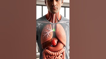 What Really Happens Inside Your Body When | You Eat Watermelon3D Animation | 3d Animation