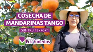 COSECHA DE MANDARINAS TANGO - SUN FRUIT EXPORT