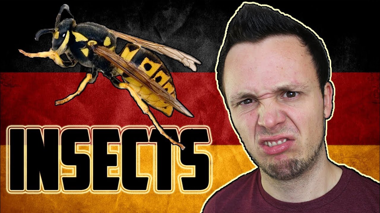 German Insects Vocabulary - YouTube