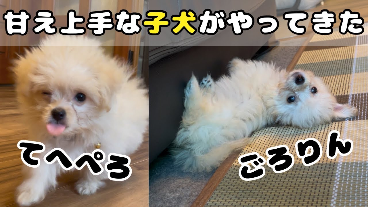 生後3ヶ月のポメプー子犬をお迎えした時の様子　