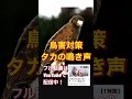 タカの鳴き声、カラス対策やハト対策に! #shorts #hawk #カラス対策