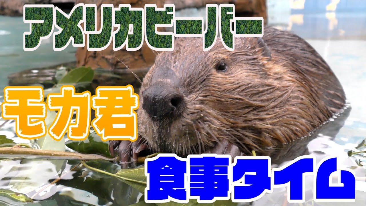 アメリカビーバー よう君 東武動物公園 American Beaver Youtube