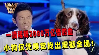 科技都无法检测 这只小狗凭借嗅觉做到了！找稀释2000万亿倍的一滴血 震撼人心！丨挑战不可能 Impossible Challenge