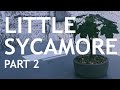 The Little Sycamore Seedling Part 2