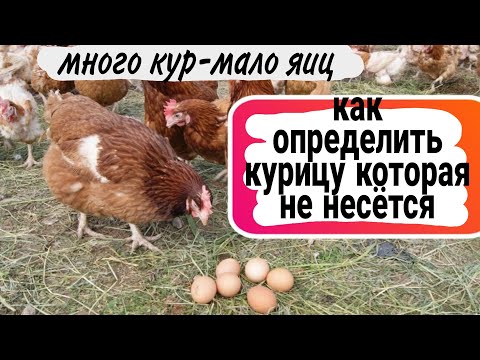 Как определить КУРИЦУ которая НЕ НЕСЕТСЯ.