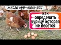 Как определить КУРИЦУ которая НЕ НЕСЕТСЯ.