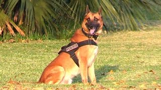 K9 Police Dogs  Attack And CALL BACK Training On Miami Beach