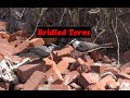 BRIDLED TERNS