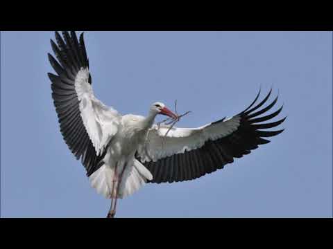 Видео: Разница между пеликанами и аистами