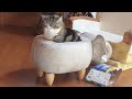 動揺して後ろ向きに入っちゃったねこ。-Maru was upset and went into the elephant backward.-