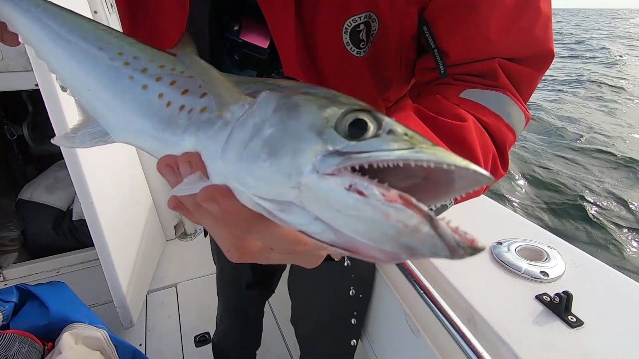 Trolling Artificial Lures for Spanish Mackerel 