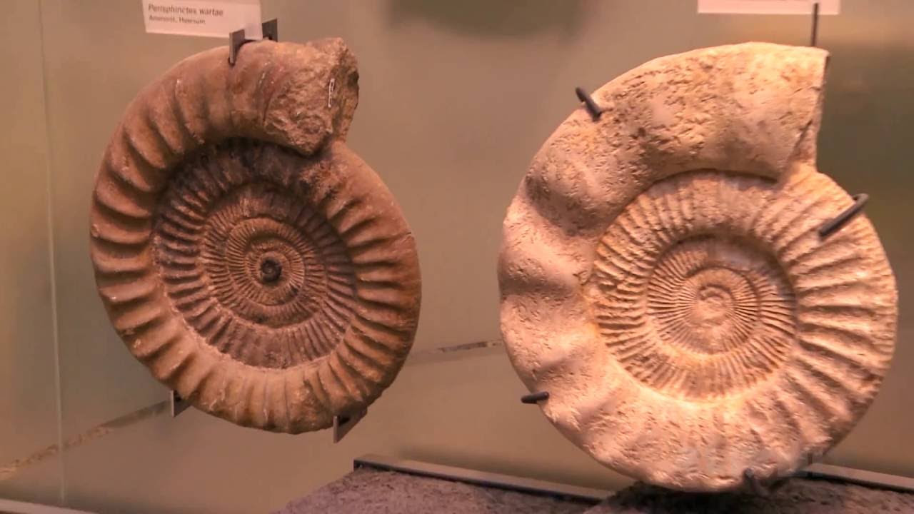 Gruß aus der Urzeit: Die seltsamsten Bernstein-Fossilien aller Zeiten