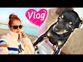 Жаркий влог выходного дня / Мои питомцы / Home vlog  #DolceChris