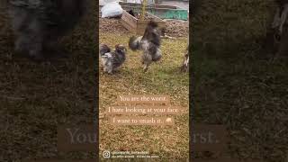 Introducing a new silkie rooster is like…. #silkie #chickens #comeatmebro #fightme #funnyfarm